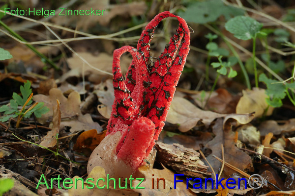 Copyright AiF - Helga Zinnecker Bild zum Eintrag (96208-160)