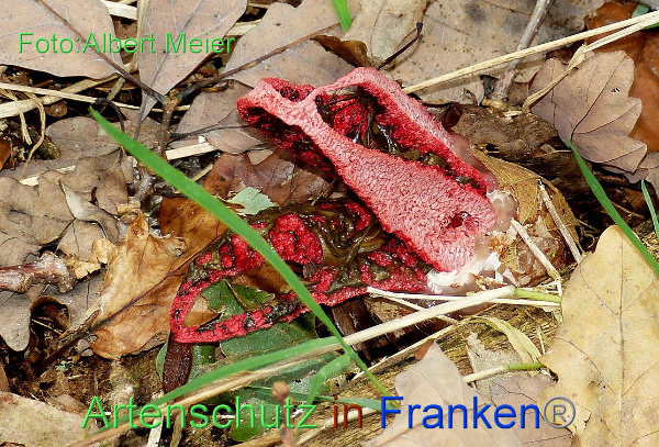 Copyright AiF - Albert Meier Bild zum Eintrag (96234-160)