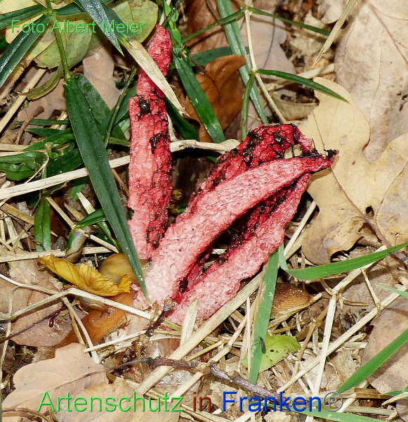 Copyright AiF - Albert Meier Bild zum Eintrag (96235-160)