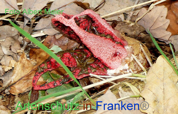 Copyright AiF - Albert Meier Bild zum Eintrag (96236-160)
