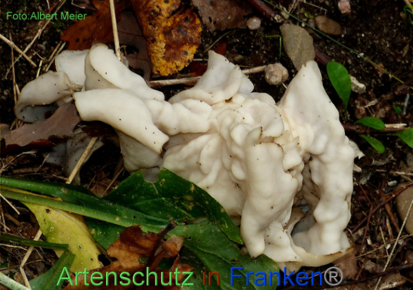 Copyright AiF - Albert Meier Bild zum Eintrag (96242-160)