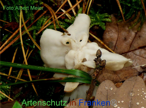 Copyright AiF - Albert Meier Bild zum Eintrag (96243-160)