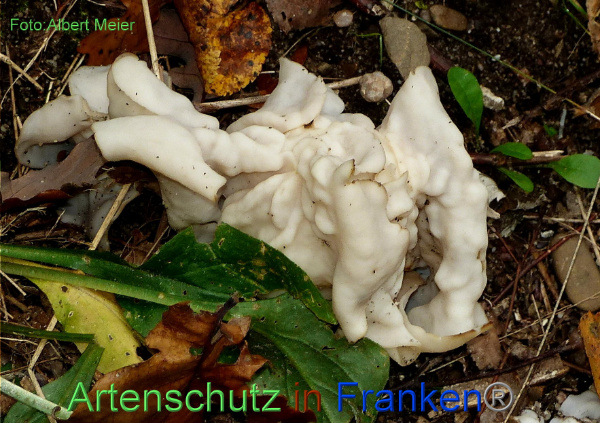 Copyright AiF - Albert Meier Bild zum Eintrag (96244-160)