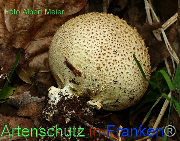 Copyright AiF - Albert Meier Bild zum Eintrag (96249-160)