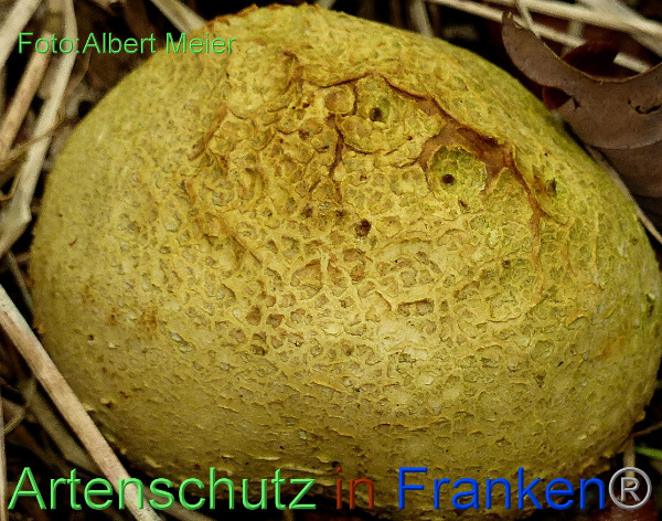 Copyright AiF - Albert Meier Bild zum Eintrag (96251-160)