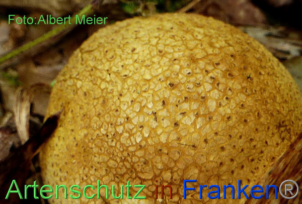 Copyright AiF - Albert Meier Bild zum Eintrag (96252-160)