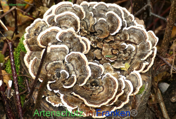 Copyright AiF - Albert Meier Bild zum Eintrag (96256-160)