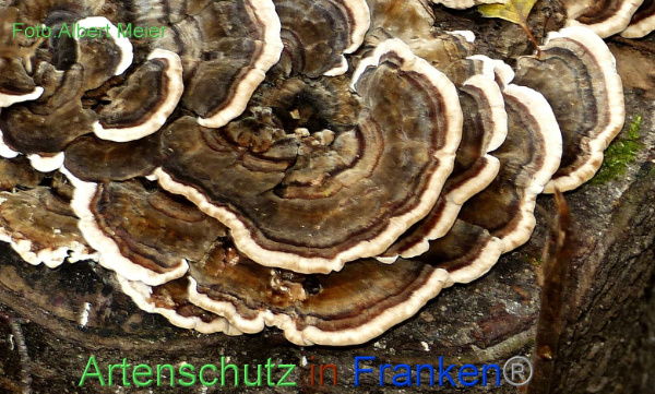 Copyright AiF - Albert Meier Bild zum Eintrag (96257-160)