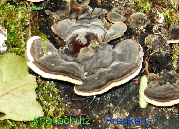 Copyright AiF - Albert Meier Bild zum Eintrag (96258-160)
