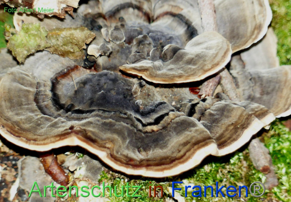 Copyright AiF - Albert Meier Bild zum Eintrag (96259-160)