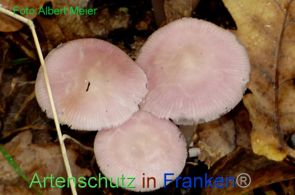 Copyright AiF - Albert Meier Bild zum Eintrag (96286-160)
