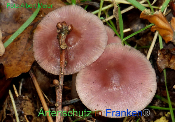 Copyright AiF - Albert Meier Bild zum Eintrag (96289-160)