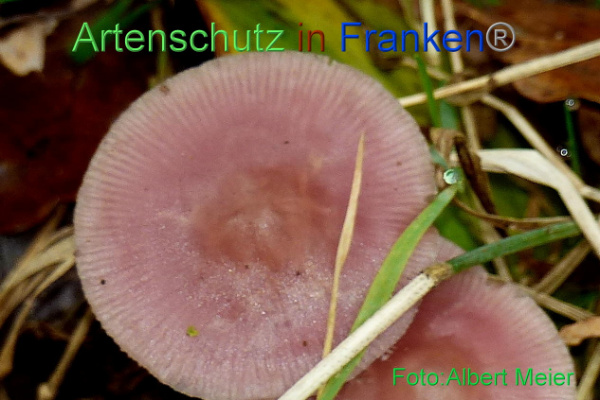 Copyright AiF - Albert Meier Bild zum Eintrag (96290-160)