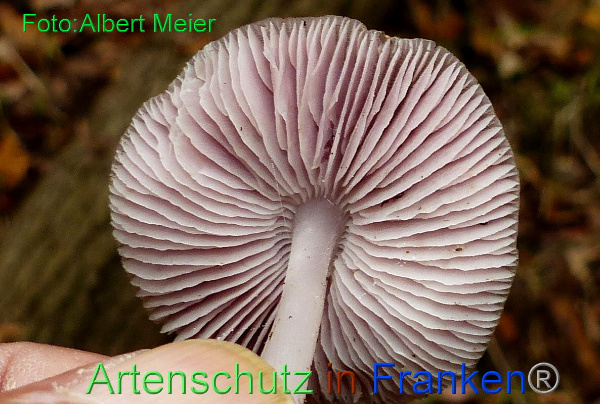 Copyright AiF - Albert Meier Bild zum Eintrag (96291-160)