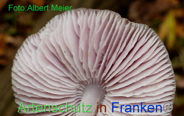 Copyright AiF - Albert Meier Bild zum Eintrag (96292-160)