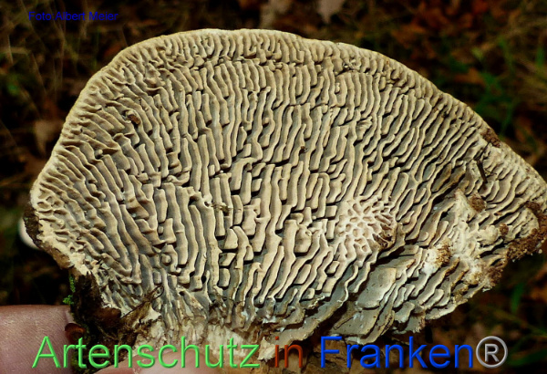 Copyright AiF - Albert Meier Bild zum Eintrag (96299-160)