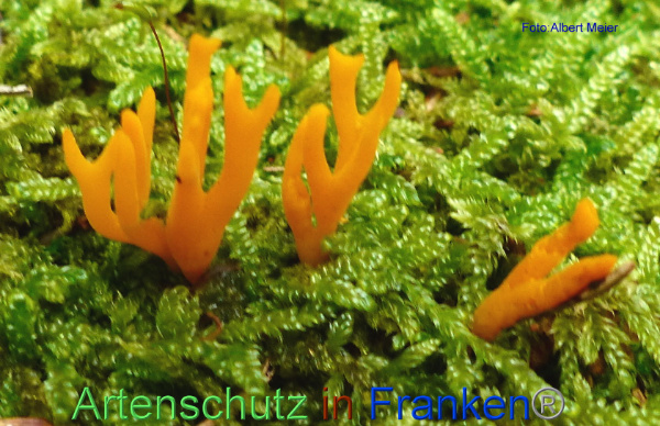 Copyright AiF - Albert Meier Bild zum Eintrag (96308-160)