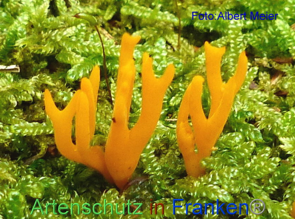 Copyright AiF - Albert Meier Bild zum Eintrag (96309-160)