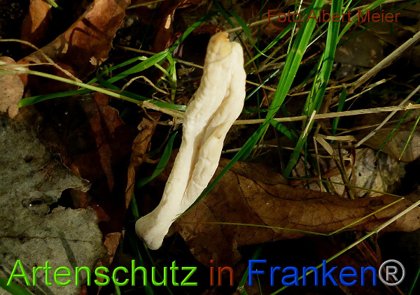 Copyright AiF - Albert Meier Bild zum Eintrag (96441-160)