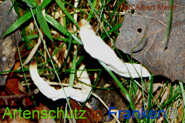 Copyright AiF - Albert Meier Bild zum Eintrag (96442-160)