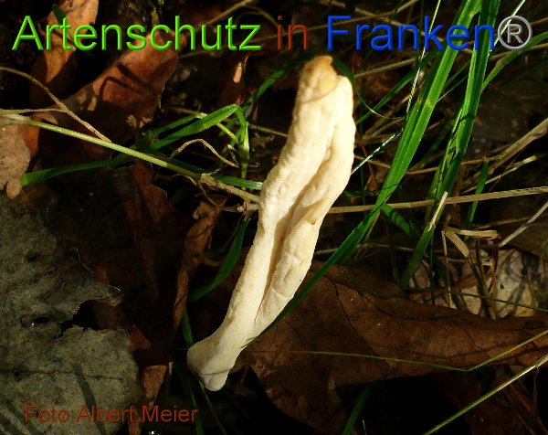 Copyright AiF - Albert Meier Bild zum Eintrag (96443-160)