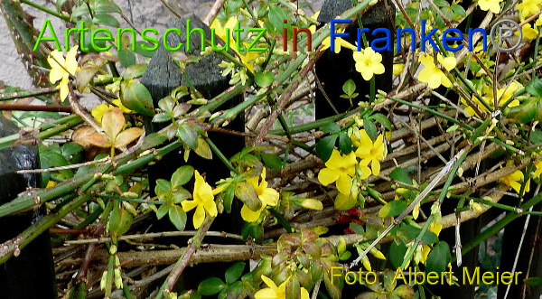 Copyright AiF - Albert Meier Bild zum Eintrag (96664-160)