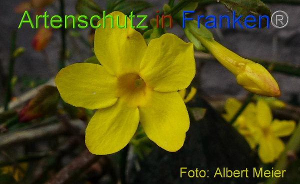 Copyright AiF - Albert Meier Bild zum Eintrag (96665-160)