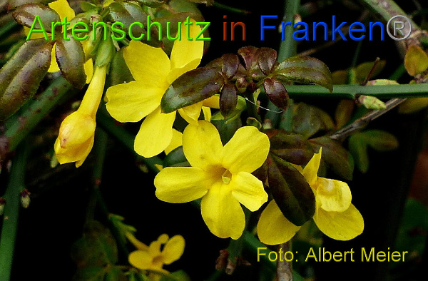 Copyright AiF - Albert Meier Bild zum Eintrag (96666-160)