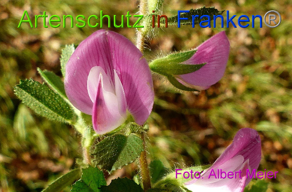 Copyright AiF - Albert Meier Bild zum Eintrag (96681-160)
