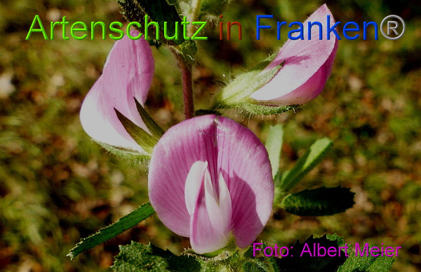 Copyright AiF - Albert Meier Bild zum Eintrag (96682-160)