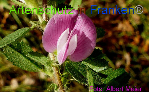 Copyright AiF - Albert Meier Bild zum Eintrag (96683-160)