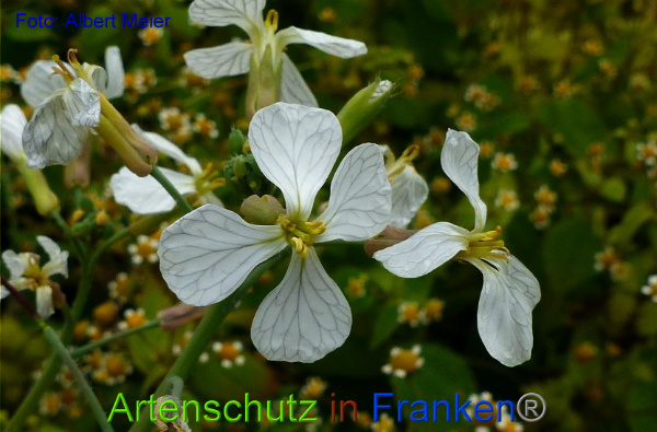 Copyright AiF - Albert Meier Bild zum Eintrag (96686-160)