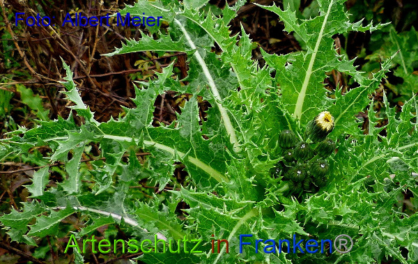 Copyright AiF - Albert Meier Bild zum Eintrag (96689-160)