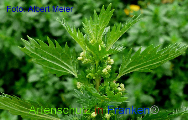 Copyright AiF - Albert Meier Bild zum Eintrag (96695-160)