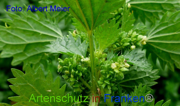 Copyright AiF - Albert Meier Bild zum Eintrag (96696-160)