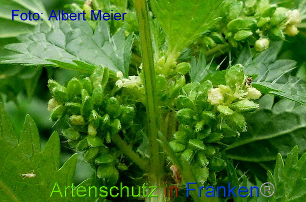 Copyright AiF - Albert Meier Bild zum Eintrag (96697-160)