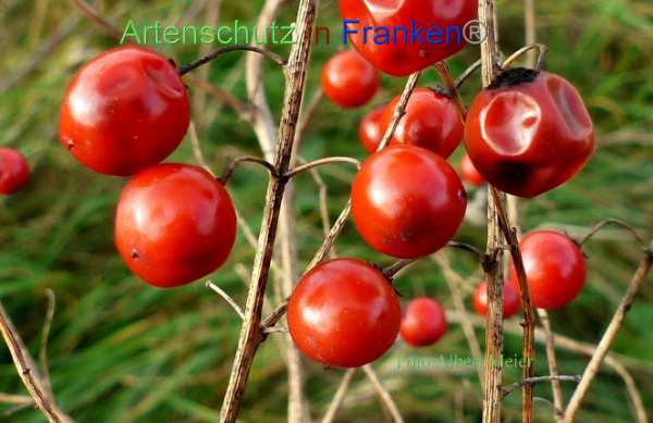 Copyright AiF - Albert Meier Bild zum Eintrag (96723-160)