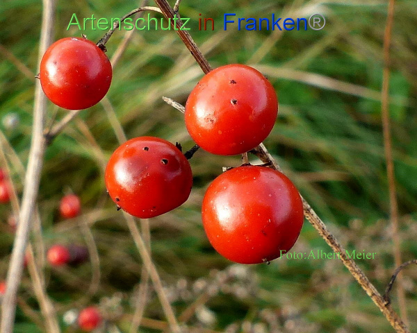 Copyright AiF - Albert Meier Bild zum Eintrag (96724-160)