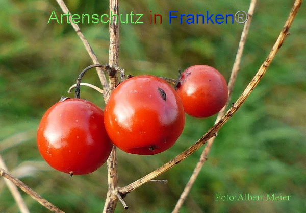 Copyright AiF - Albert Meier Bild zum Eintrag (96725-160)