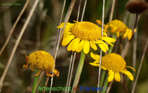 Copyright AiF - Albert Meier Bild zum Eintrag (96728-160)