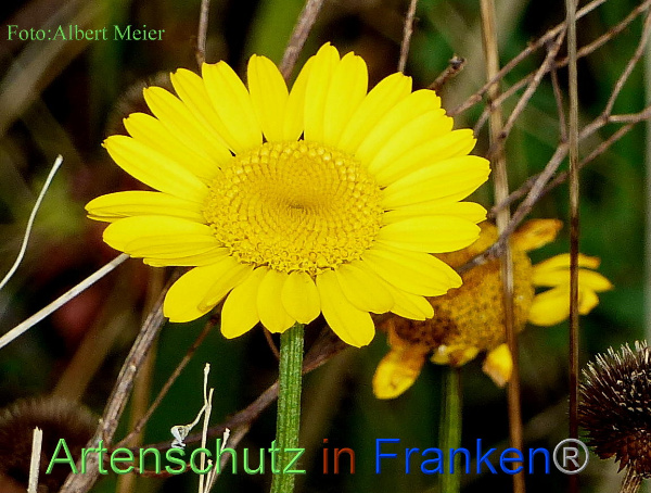 Copyright AiF - Albert Meier Bild zum Eintrag (96730-160)