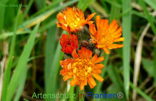 Copyright AiF - Albert Meier Bild zum Eintrag (96737-160)