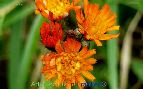 Copyright AiF - Albert Meier Bild zum Eintrag (96738-160)