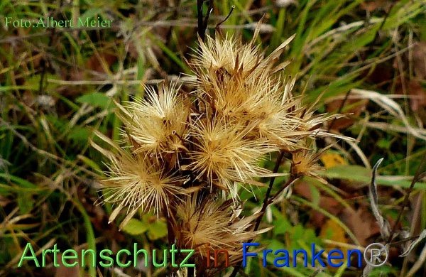 Copyright AiF - Albert Meier Bild zum Eintrag (96742-160)