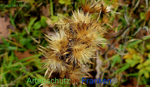Copyright AiF - Albert Meier Bild zum Eintrag (96743-160)