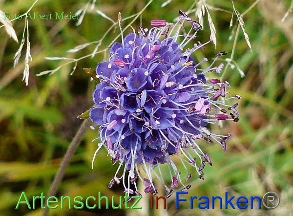 Copyright AiF - Albert Meier Bild zum Eintrag (96746-160)