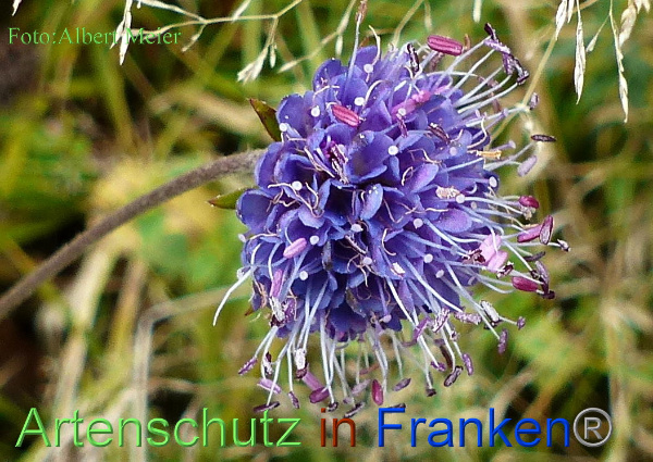 Copyright AiF - Albert Meier Bild zum Eintrag (96747-160)