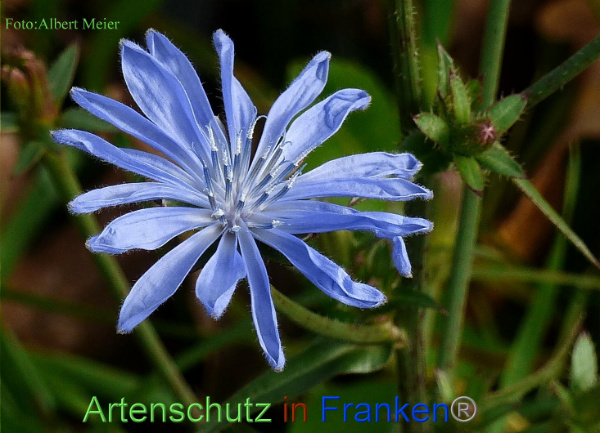 Copyright AiF - Albert Meier Bild zum Eintrag (96758-160)
