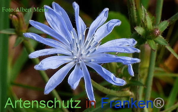 Copyright AiF - Albert Meier Bild zum Eintrag (96759-160)