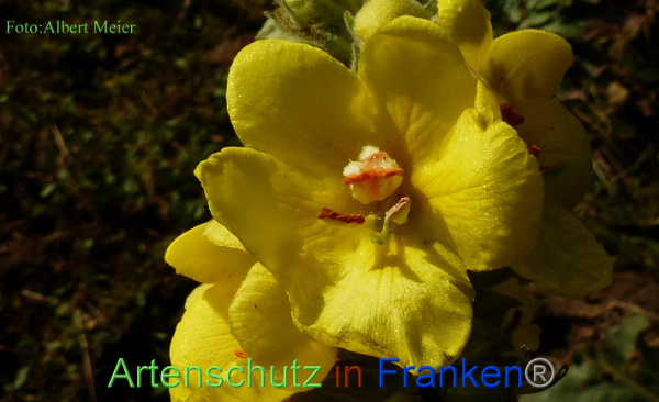 Copyright AiF - Albert Meier Bild zum Eintrag (96762-160)